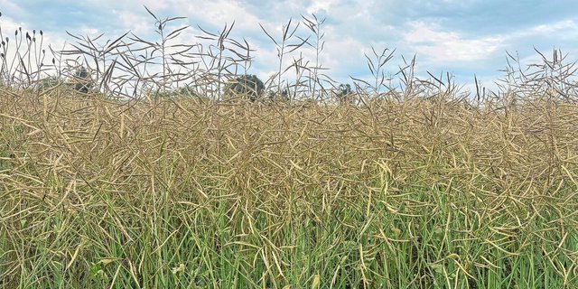 «Es zeichnet sich ein gutes Erntejahr ab», sagt  Walter Kipfer, Geschäftsführer einer Sammelstelle im Raum Zürich. Die Stimmung ist entspannt. 
