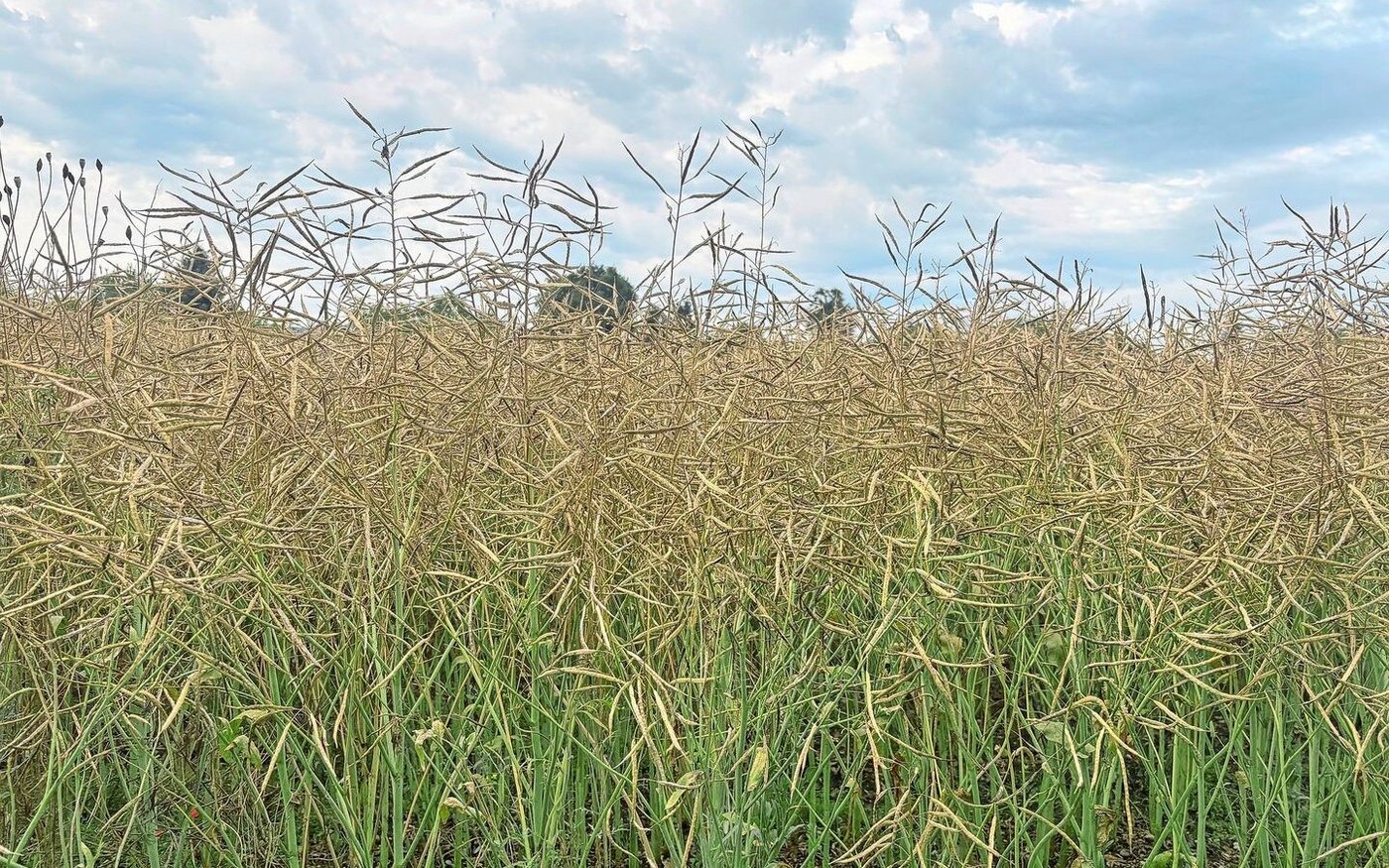 «Es zeichnet sich ein gutes Erntejahr ab», sagt  Walter Kipfer, Geschäftsführer einer Sammelstelle im Raum Zürich. Die Stimmung ist entspannt. 