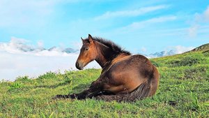 Von der Weide ins Ne Von der Weide ins Netz. Der Verkauf von Freibergerfohlen hat Fahrt aufgenommen. Doch wo ausschreiben, wenn immer mehr Seiten verschwinden?