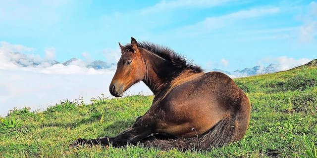 Von der Weide ins Netz. Der Verkauf von Freibergerfohlen hat Fahrt aufgenommen. Doch wo ausschreiben, wenn immer mehr Seiten verschwinden?