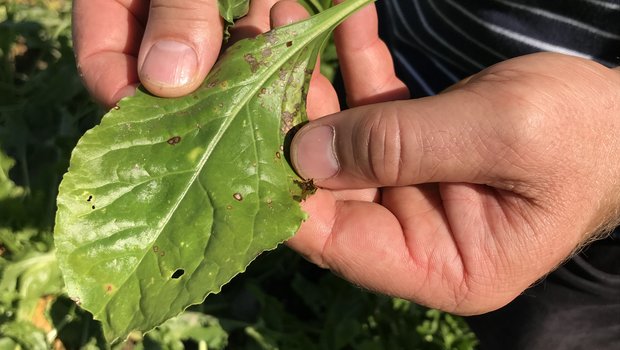 Die Cercospora-Blattfleckenkrankheit gilt als wichtigste Pilzkrankheit in den Zuckerrüben. Sie ist an den 2 bis 3 mm kleinen runden, hellgrauen Flecken mit rotbraunem Rand erkennbar. (Bild BauZ)