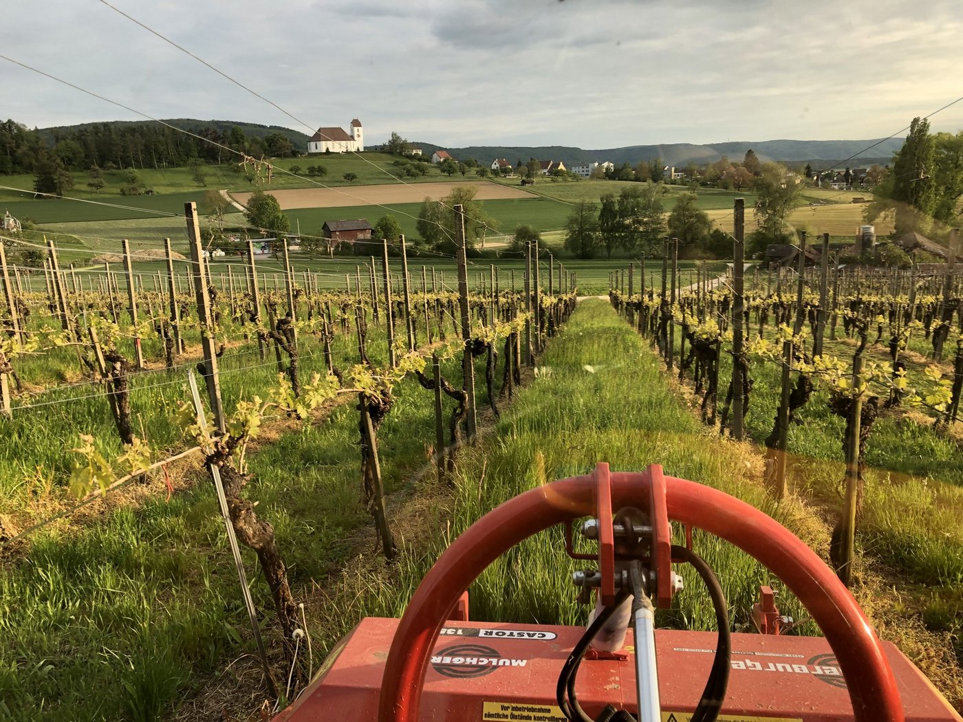 Vielerorts wurde bereits ein erstes Mal gemulcht, um den Unterwuchs tief zu halten. (Bild: H. W. Gysel) 
