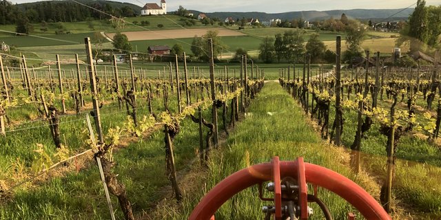 Vielerorts wurde bereits ein erstes Mal gemulcht, um den Unterwuchs tief zu halten. (Bild: H. W. Gysel) 