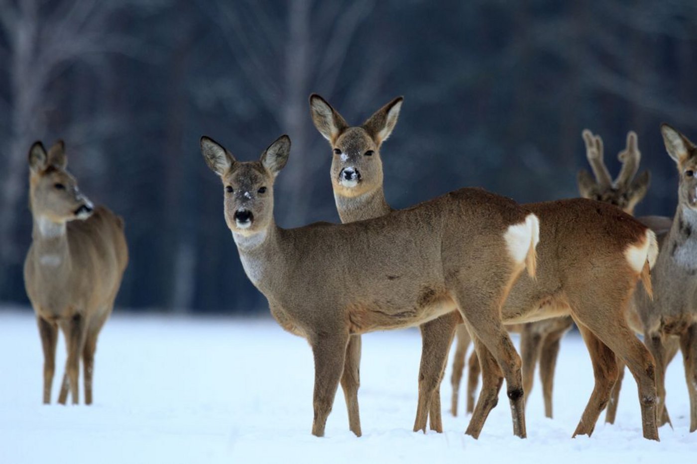 Niedlich anzusehen ist es ja, das Rotwild. Doch werden es zu viele, können sie gravierende Schäden im Wald anrichten. (Bild: Fotalia)