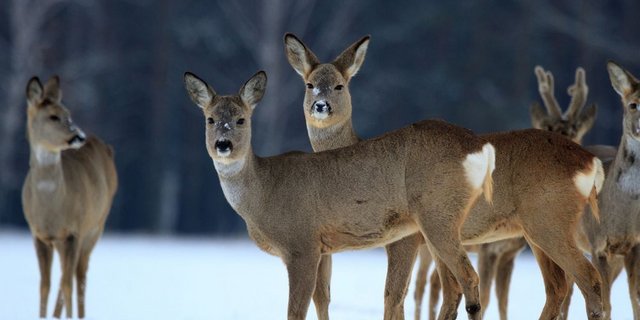 Niedlich anzusehen ist es ja, das Rotwild. Doch werden es zu viele, können sie gravierende Schäden im Wald anrichten. (Bild: Fotalia)