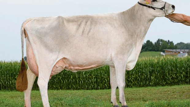 Die schöne Pamina glänzt nicht nur mit ihrem Exterieur. Seit sie ein Kalb ist, hat man sie ans Laufen am Halfter gewöhnt, weshalb sie auch an Schauen kaum aus der Ruhe zu bringen ist. (Bild KeLeKi)