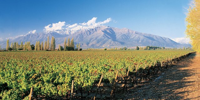 Weinberge in Puente Alto: Chilenische Landwirte bewässern ihre Felder normalerweise mit Schmelzwasser. (Bild Fsanchezs)