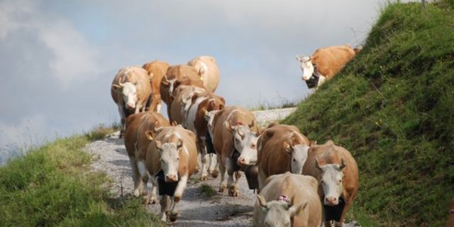 Auch dieses Jahr sieht man wiederum eindrückliche Alpauffahrten. (Bild Peter Fankhauser)