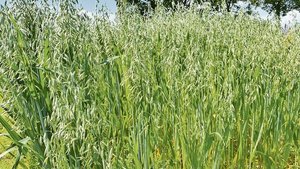 Damit der Hafer im Sommer so aussieht, muss die Aussaat möglichst früh (Februar, März) erfolgen. Dies fördert die Bestockung und der Hafer kann so die Winterfeuchte nutzen.