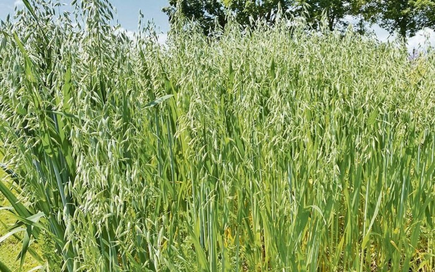 Damit der Hafer im Sommer so aussieht, muss die Aussaat möglichst früh (Februar, März) erfolgen. Dies fördert die Bestockung und der Hafer kann so die Winterfeuchte nutzen.