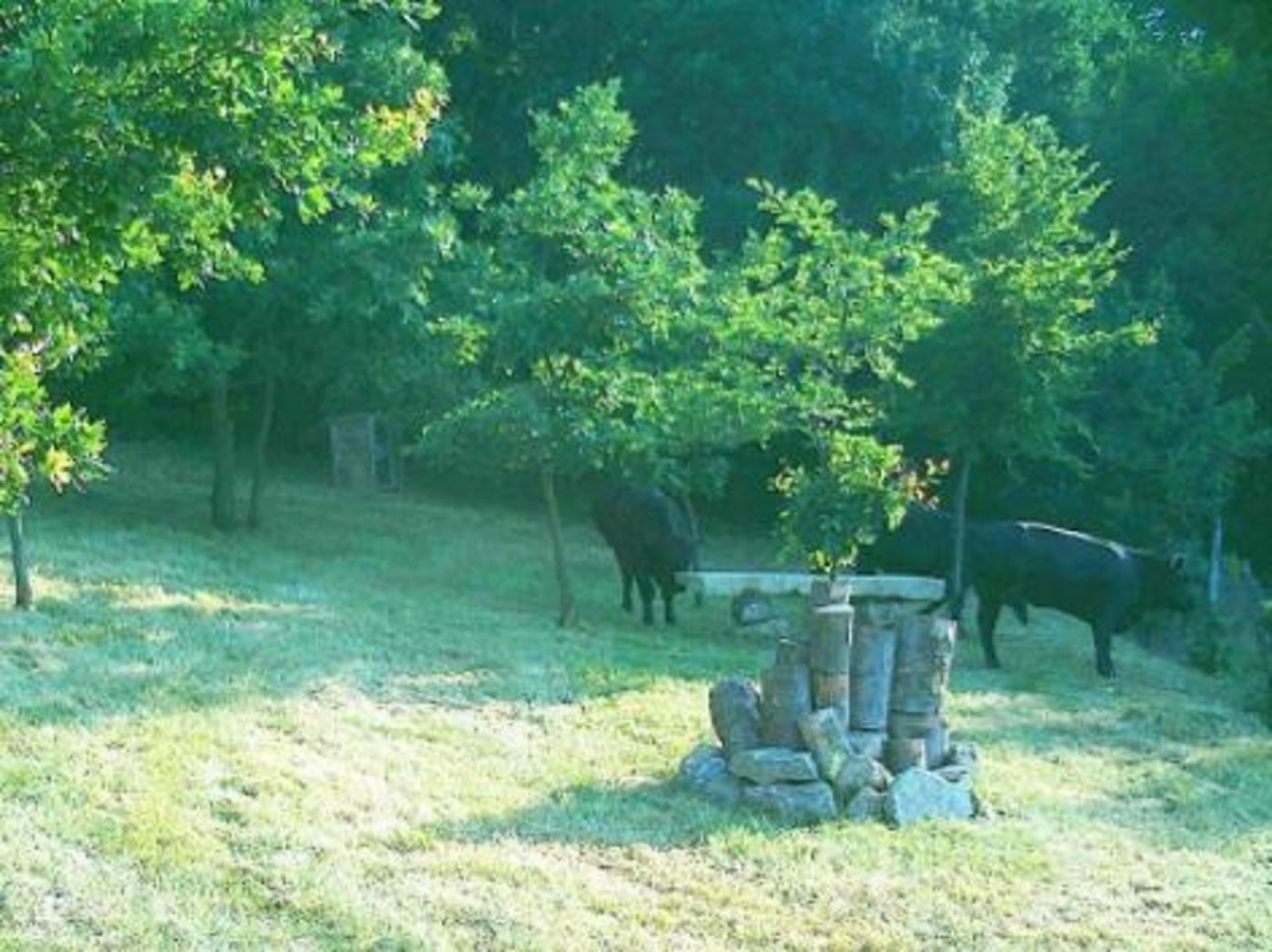 Eine Wildkamera hat die ausgerissenen Kühe auf einer Wiese erwischt. (Screenshot orf.at)