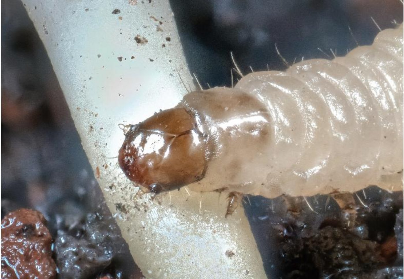 Der westliche Maiswurzebohrer bedroht den Maisanbau in den USA und ist auch in Europa invasiv. Seine Larven nutzen pflanzliche Abwehrstoffe zur Selbstverteidigung. (Bild Cyril Hertz und Lingfei Hu, Uni Bern)