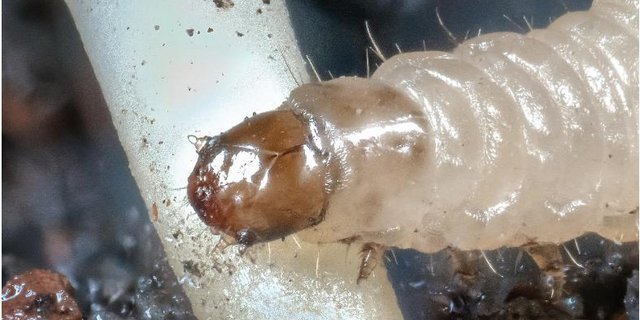 Der westliche Maiswurzebohrer bedroht den Maisanbau in den USA und ist auch in Europa invasiv. Seine Larven nutzen pflanzliche Abwehrstoffe zur Selbstverteidigung. (Bild Cyril Hertz und Lingfei Hu, Uni Bern)