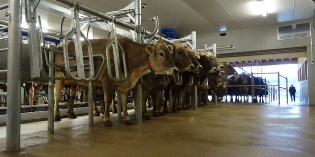 Der Melkstand des Plantahofs in Landquart GR, im Hintergrund der Warteraum. (Bild Vrena Crameri)