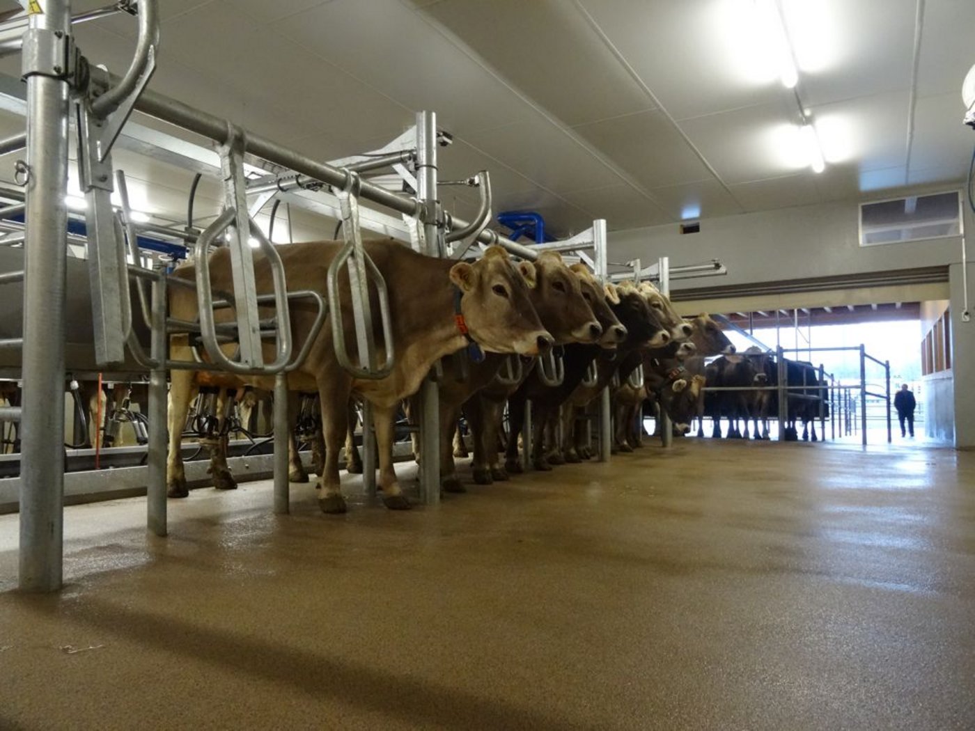 Der Melkstand des Plantahofs in Landquart GR, im Hintergrund der Warteraum. (Bild Vrena Crameri)