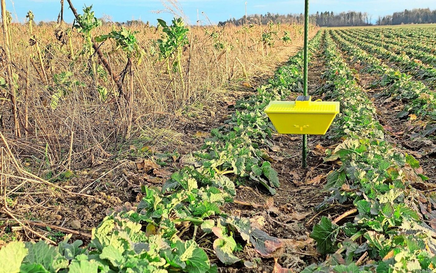 Die digitale Gelbfangschale wird eben im Rapsfeld  aufgestellt. Von hier aus meldet sie dem Benutzer zweimal täglich, was sie gefangen hat. 