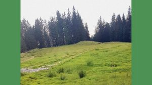Zwei Älpler bangen im Entlebuch um ihre Erschliessung Wegabschnitt auf die Lauenberger-Alpen. Der Holzrost ist noch schwach ersichtlich. (Bild hpr)