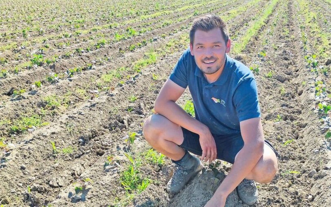 Roman Dünner bei der Feldkontrolle. Das Unkraut ist in dieser Saison schwer zu bändigen – und schwierig zu bekämpfen.
