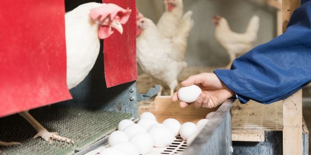 Eine Henne beobachtet vom Legenest aus, wie eine Mitarbeiterin die Eier einsammelt.  Das Bild wurde noch im alten Versuchsstall aufgenommen. (Bild z.V.g.)