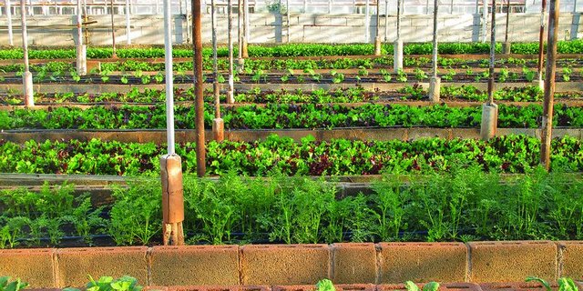 Das Gewächshaus sei eine Antwort auf die steigende Nachfrage nach frischen und regionalen Nahrungsmitteln. (Symbolbild Pixabay)