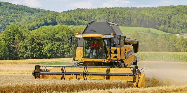 Kaum ist der Weizen gedroschen, erhalten die Bauern die Abrechnung für den abgelieferten Weizen. Die Höhe der Abzüge lösen bei vielen Ackerbauern ungläubiges Staunen aus.(Bild Hans Rüssli)