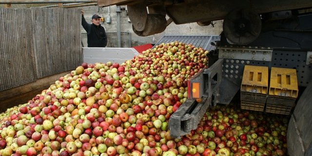 Auch dieses Jahr wird mit viel Mostobst gerechnet. (Symbolbild lid/ji)