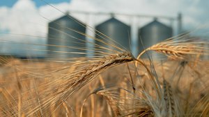 field with grain silos for agriculture