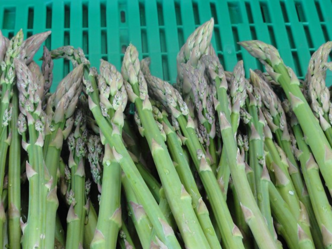Auch die Grünspargeln mussten im April unter dem Frost leiden. (Bild lid)