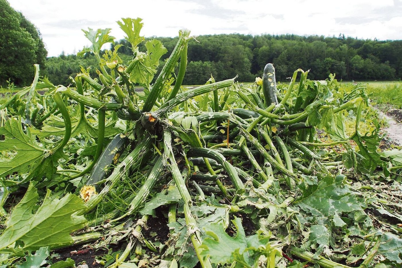 13 800 Schadenmeldungen mit einem geschätzten Volumen von rund 90 Mio Fr. an Kulturen verzeichnet die Schweizer Hagel seit Anfang dieses Jahres.