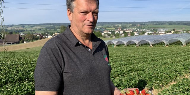 Der Präsident der Vereinigung Aargauischer Beerenpflanzer, Willi Staubli, gibt den Startschuss für die regionale Erdbeerensaison. (Bild js)