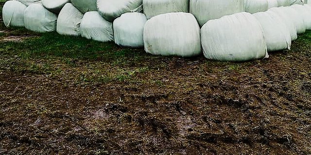 In der Herbstgras-Silage kann es zu Gärsaftverlust kommen. Bild: zVg