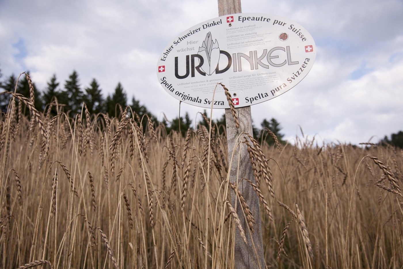 Dass der Dinkel seit dem Frühsommer 2020 knapp ist, liegt erstmals nicht an Missernten, sondern einer hohen Nachfrage. (Bild IG Dinkel)