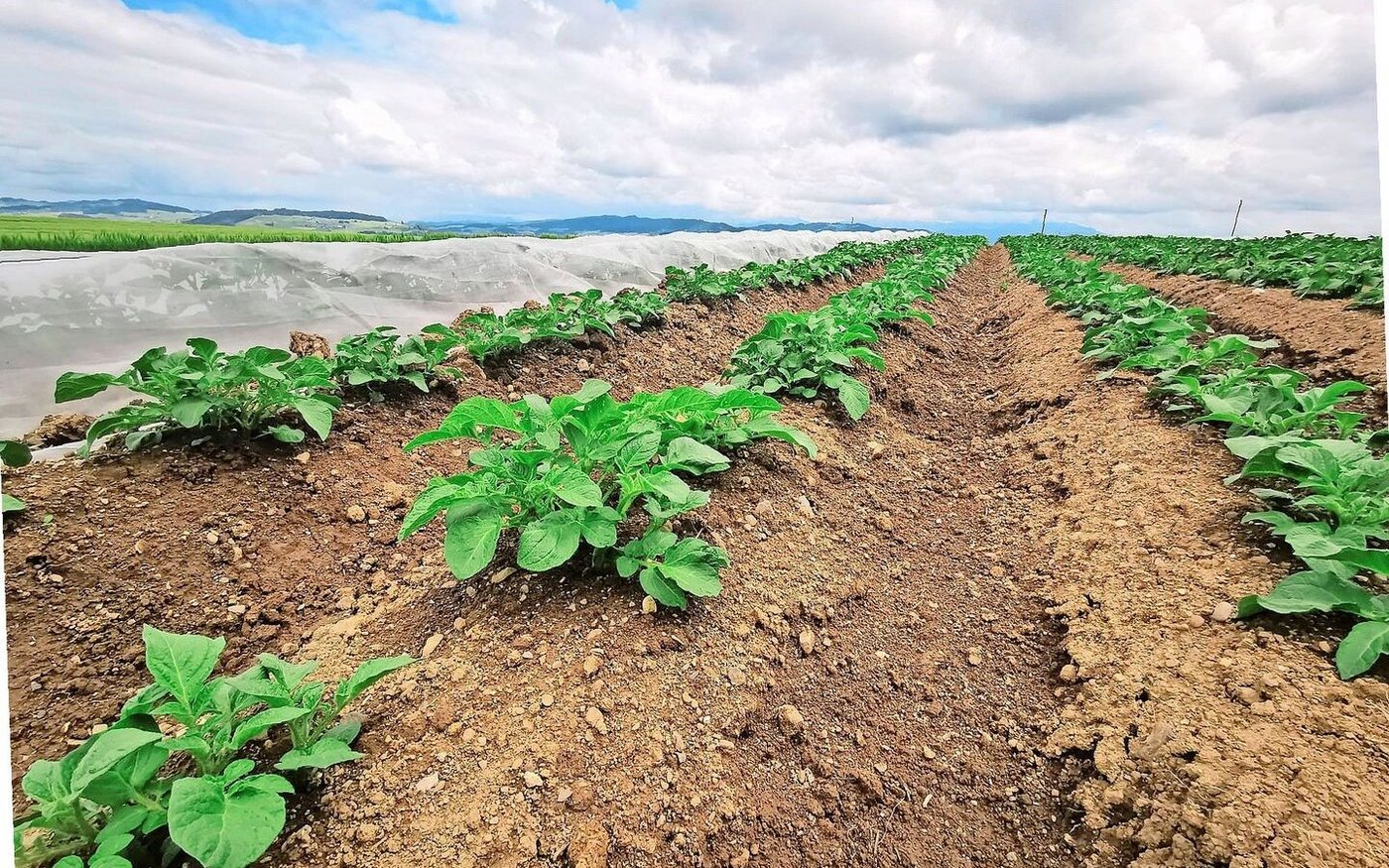 Um den Markt früh mit inländischer Ware zu versorgen, will die Branche möglichst früh die ersten Kartoffeln dem Wetter abtrotzen. In diesem Jahr zog sich die Pflanzung jedoch witterungsbedingt in die Länge. Der grösste Teil wurde erst in den Wochen 10 bis 13 gepflanzt.