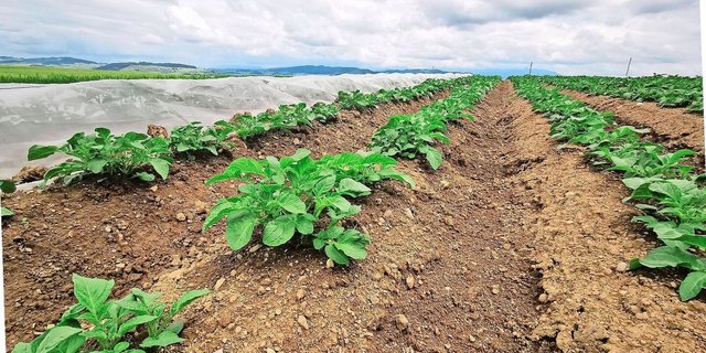 Um den Markt früh mit inländischer Ware zu versorgen, will die Branche möglichst früh die ersten Kartoffeln dem Wetter abtrotzen. In diesem Jahr zog sich die Pflanzung jedoch witterungsbedingt in die Länge. Der grösste Teil wurde erst in den Wochen 10 bis 13 gepflanzt.