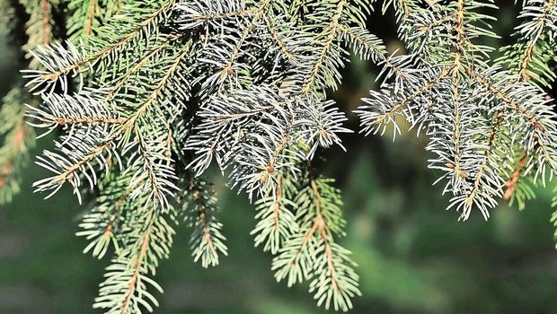 Zur Behandlung von Durchfall kann Kälbern ein Sud aus Weisstanne als Zwischentränke angeboten werden.   