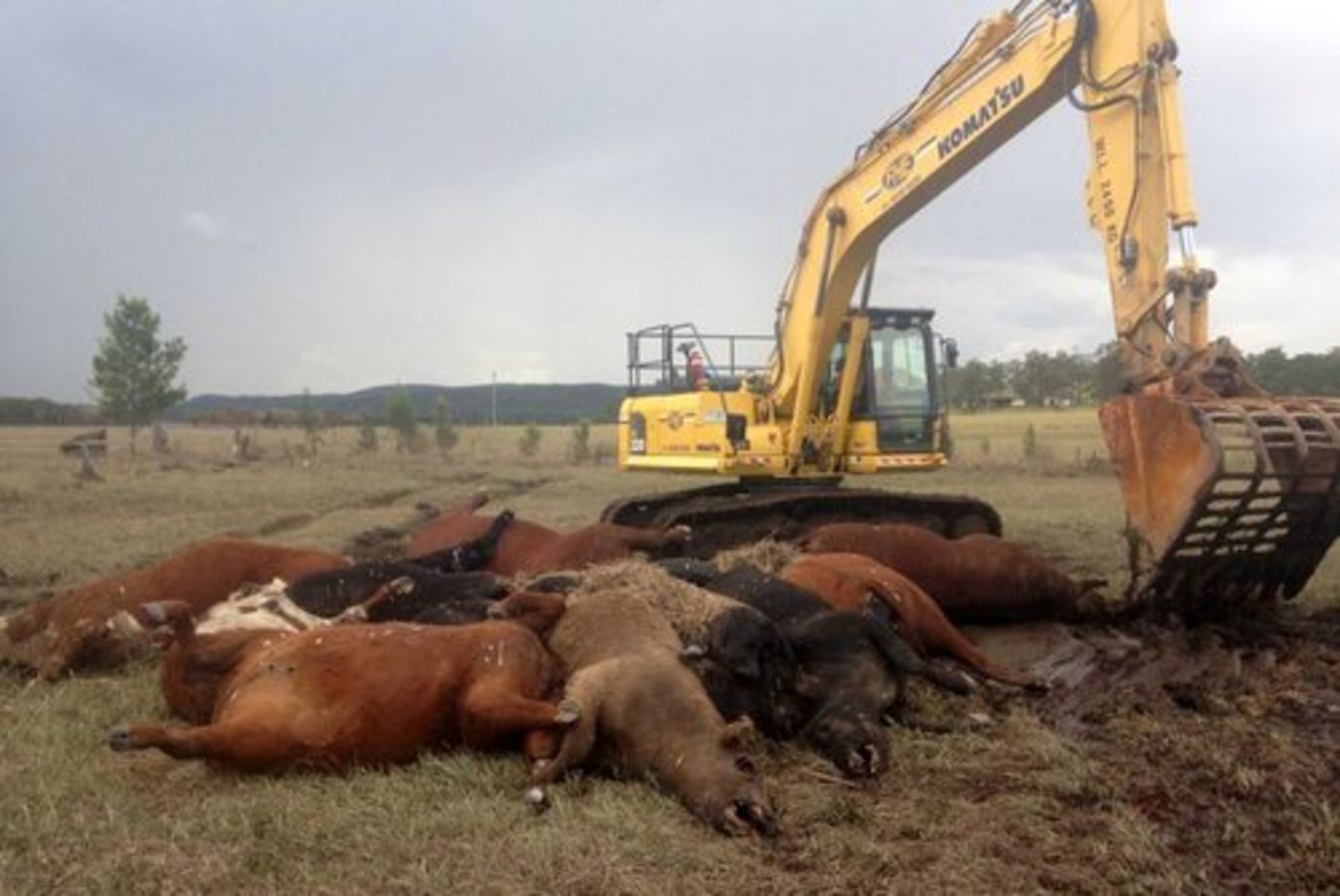 Einige verendete Tiere konnten bisher abtransportiert werden. (Bild Local Land Services NSW)