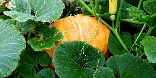 Viele Kürbisse werden ab Hof verkauft und daher nicht in der Statistik erfasst. (Bild Pixabay)