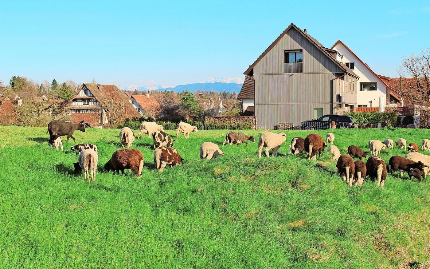 Die Schafherde von Göggels ist bunt gemischt. Neben den 17 Mutterschafen und zwei Schafböcken gehören auch noch zwei Bündner Strahlenziegen zu der Herde.  