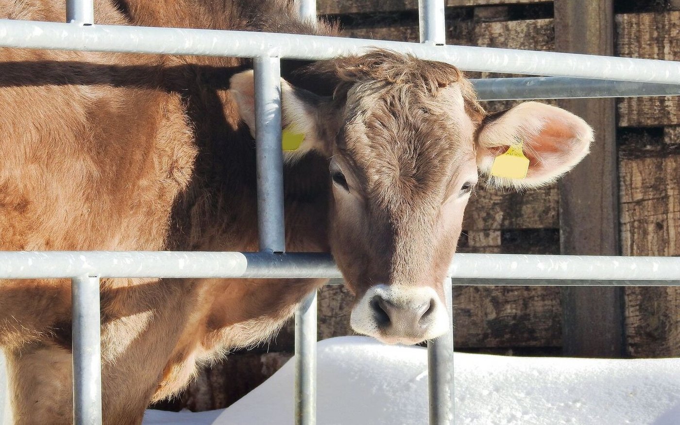 Weniger Antibiotika und eine resistentere Genetik gehören zu den Neuerungen auf dem Hof.