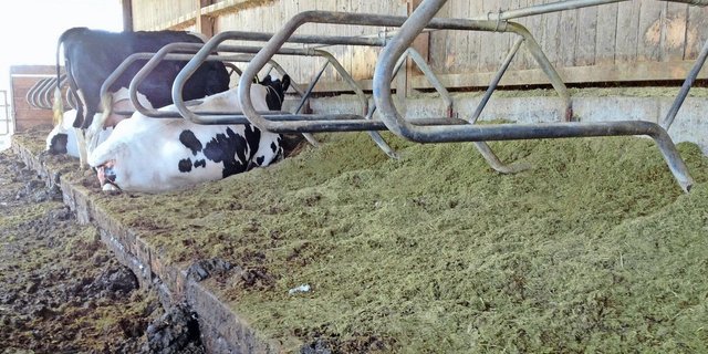 Mangelhaft: Dass sich Kühe entspannt hinlegen, schmerzfrei liegen und in einem Schwung aufstehen, ist noch nicht in allen Ställen möglich.