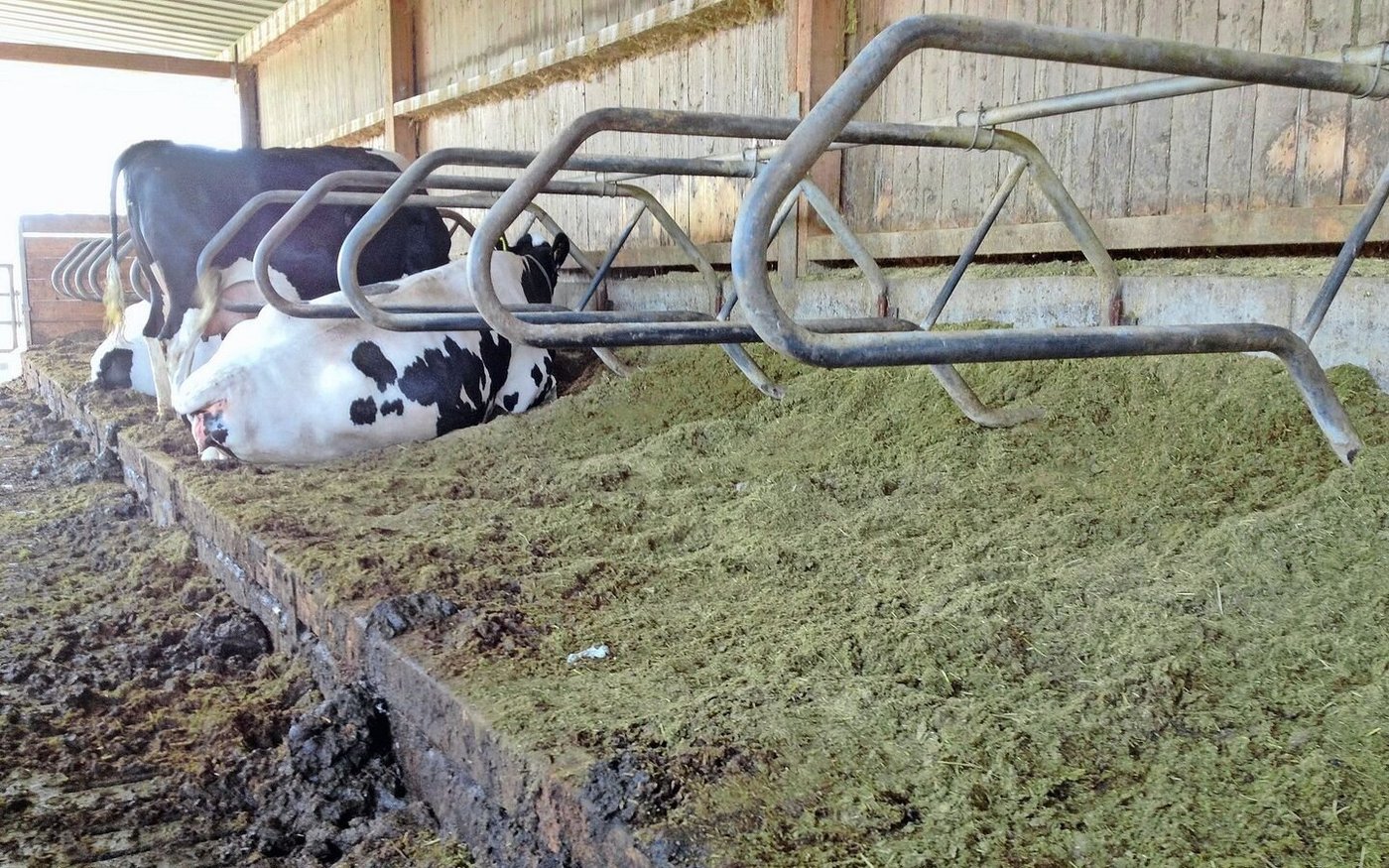 Mangelhaft: Dass sich Kühe entspannt hinlegen, schmerzfrei liegen und in einem Schwung aufstehen, ist noch nicht in allen Ställen möglich.