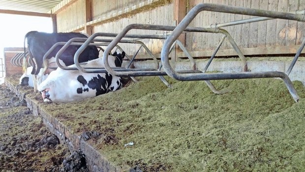 Mangelhaft: Dass sich Kühe entspannt hinlegen, schmerzfrei liegen und in einem Schwung aufstehen, ist noch nicht in allen Ställen möglich.