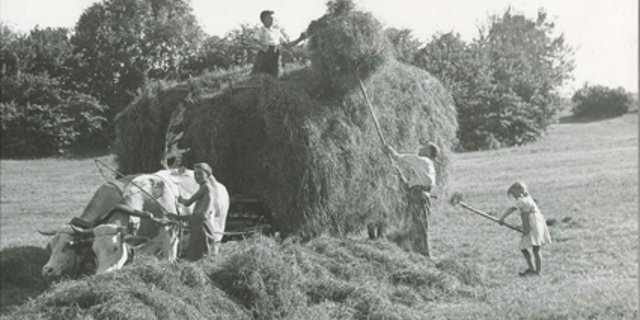 Ziel der Gründung des SBV war es, die Landwirtschaft mit einer starken nationalen Organisation und einem einheitlichen Auftreten aus der Krise zu führen. (Bild SBV)
