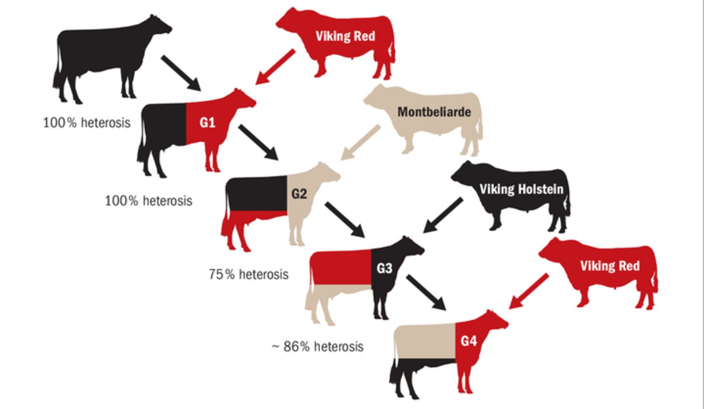 Durch das konsequente Abwechseln der Rasse findet keine Inzucht statt. Das Resultat ist eine robustere Kuh.
