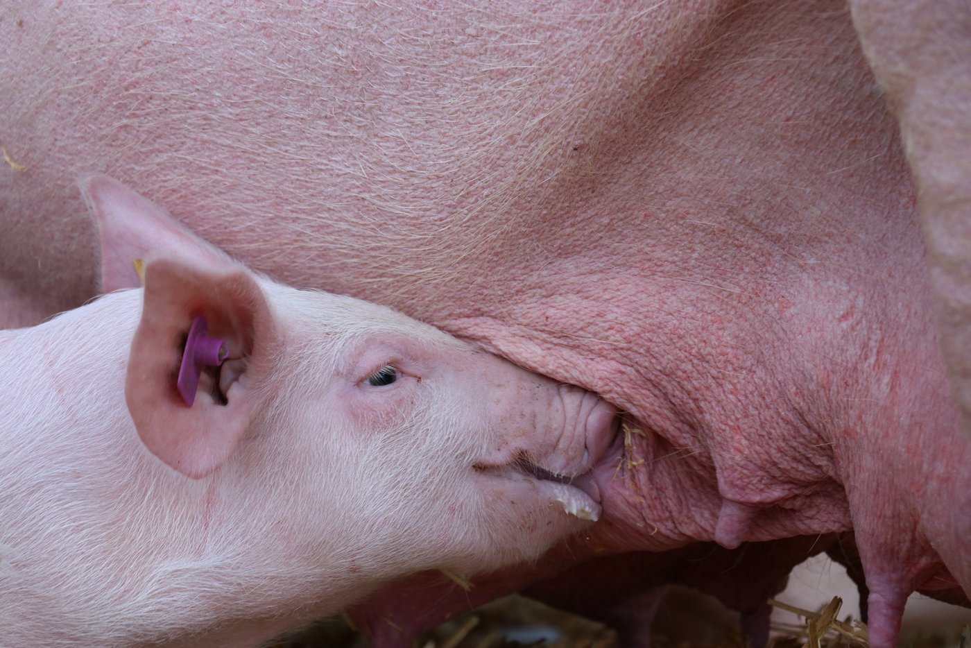 Eine verlängerte Stillzeit wäre nützlich, um Ferkel ausschliesslich biologisch zu füttern. (Bild BauZ)