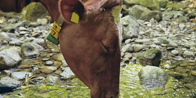Trinken und dazu geniessen: Kühe schätzen es, wenn sie bei der Wasseraufnahme Platz haben und ungestört sind. Das sollte auch im Stall gewährleistet sein.