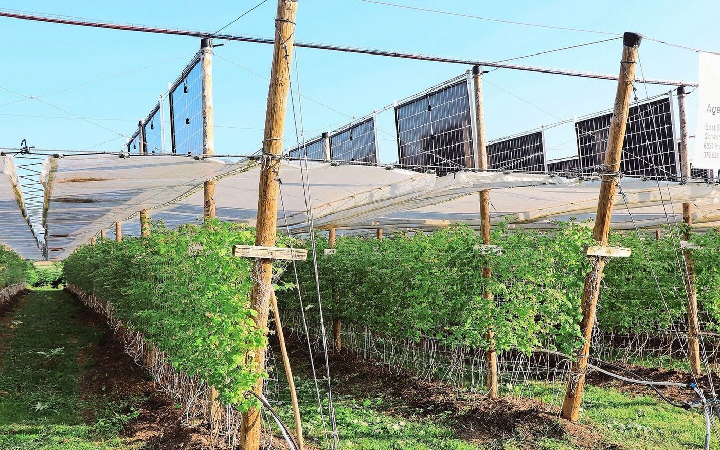 Das von Heinz Schmid selbst entwickelte System mit vertikalen Modulen über dem Himbeergerüst. 