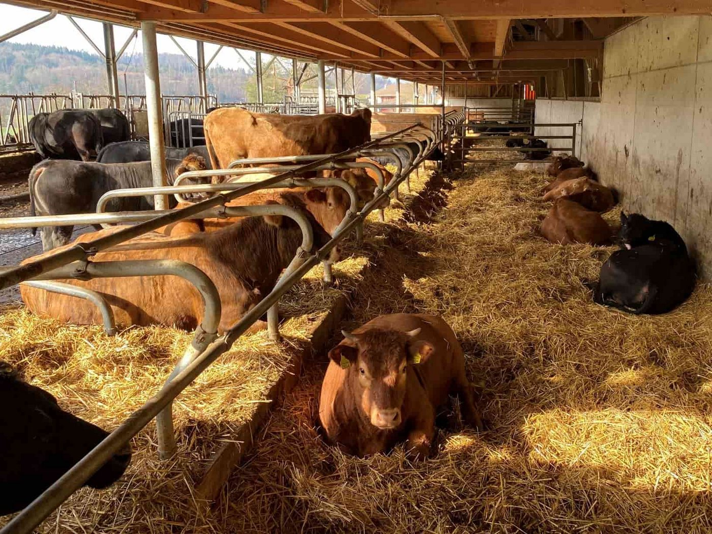 Der Schulbetrieb Liebegg mit der Herdebuchnummer 2 ist früh ins Natura-Beef-Geschäft eingestiegen. (Bild Reto Spörri, LZ Liebegg)