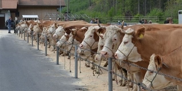 Schlachtkühe auf dem Markt. (Bild BauZ)