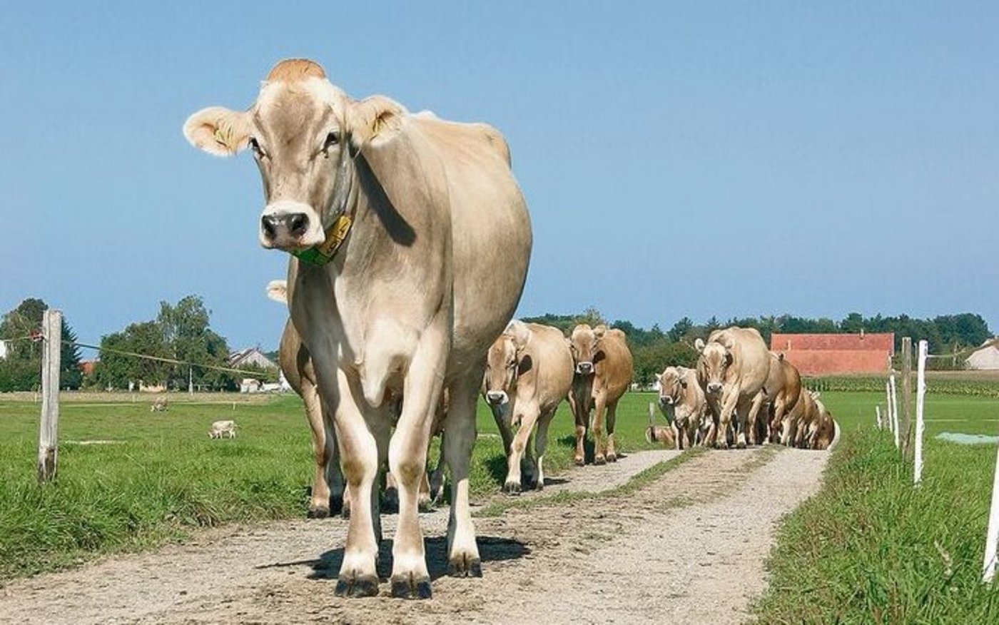 Für die Aufkofferung von unbefestigten Wegen oder Hofumgebungen darf kein Fräsasphalt verwendet werden. Wenn Landwirte solches Material zulassen, machen sie sich strafbar.